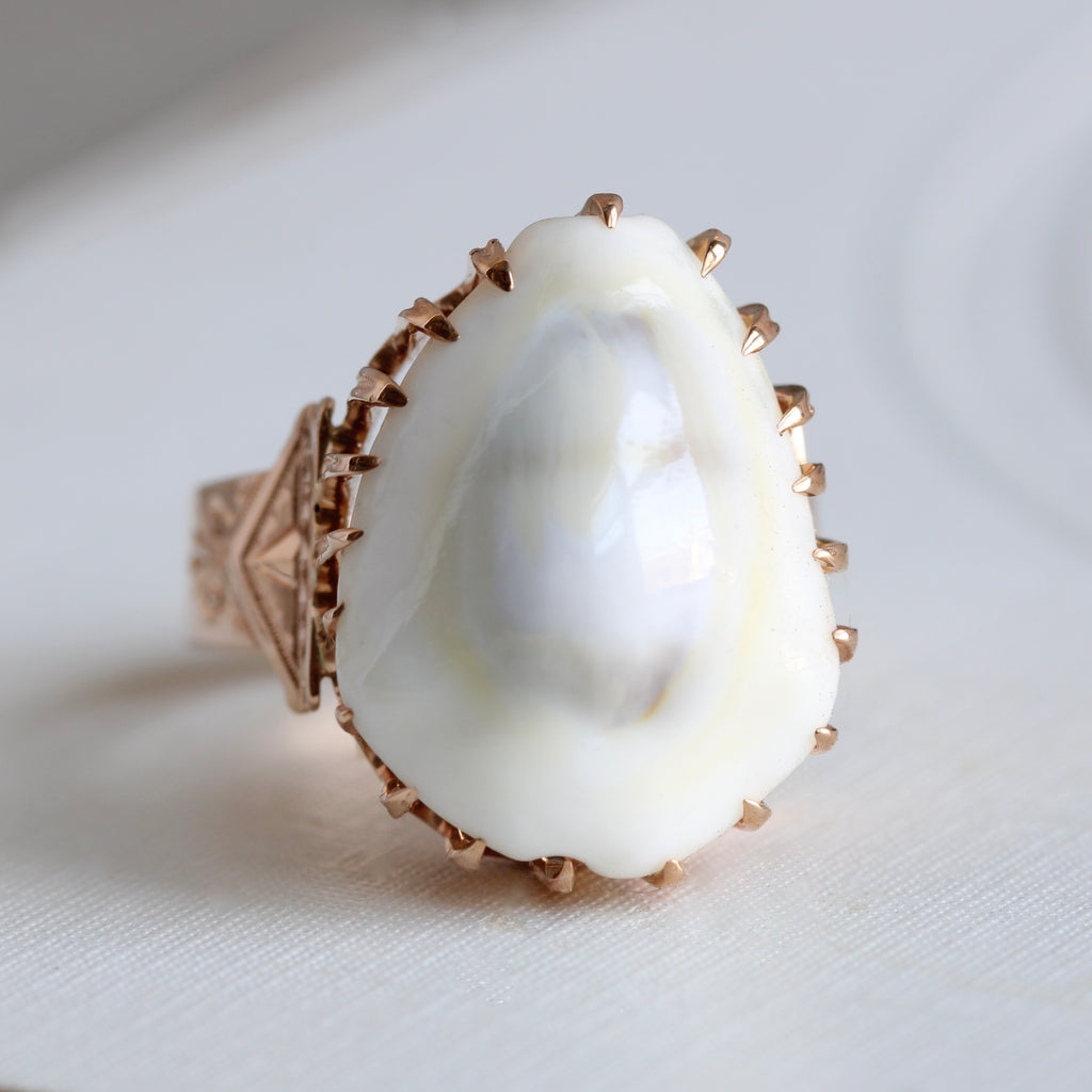 a cowrie shell set in a rose good mounting as a ring